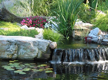 Pond Maintenance