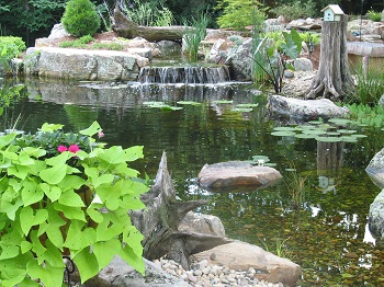 Backyard Ponds