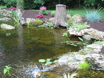 Backyard Ponds