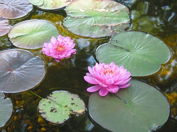 Nature's Re-Creations | Swimming Pond in St. Louis